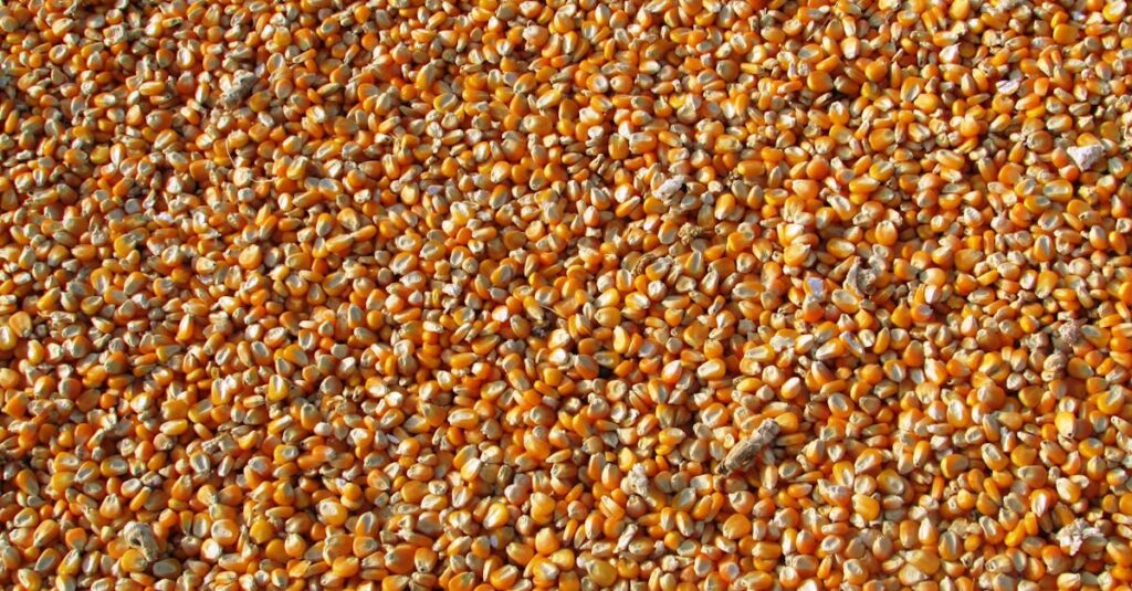 STAR’S UNIVERSITYの英語コーチングが合わない可能性のある人の特徴を説明するイメージ画像