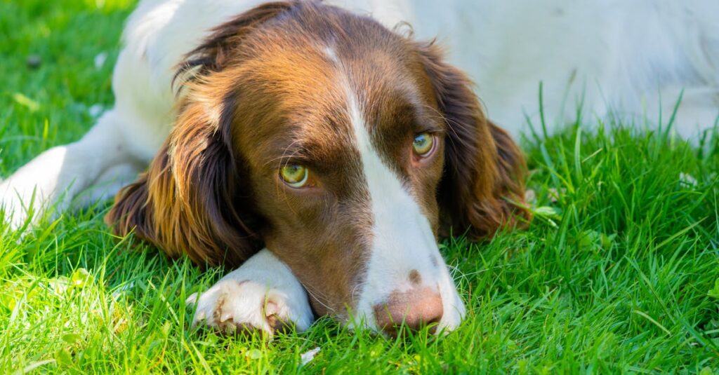 日本国内で実現する英語没入型トレーニングの風景