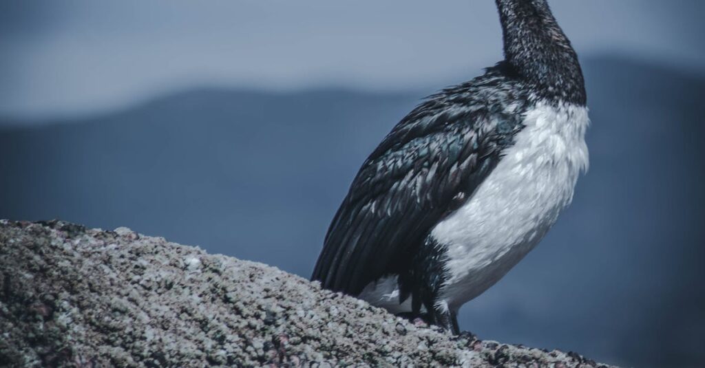 無料プランで制限されている機能を確認するネットショップ運営者