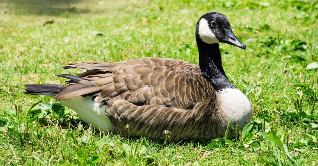 行動を変えて英語学習の成果を得ている人物の成長イメージ